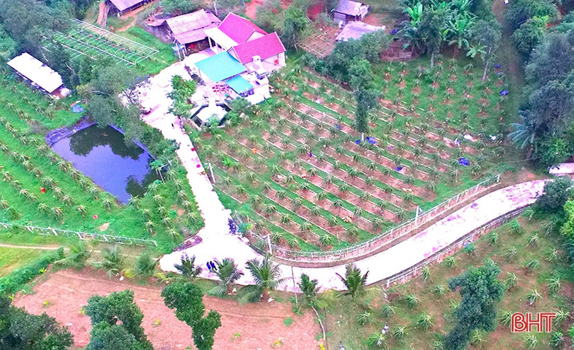 Ngắm trại thanh long ruột đỏ “made in Hà Tĩnh” thu nửa tỷ đồng/năm