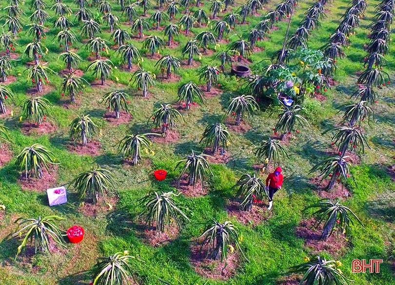 Ngắm trại thanh long ruột đỏ “made in Hà Tĩnh” thu nửa tỷ đồng/năm