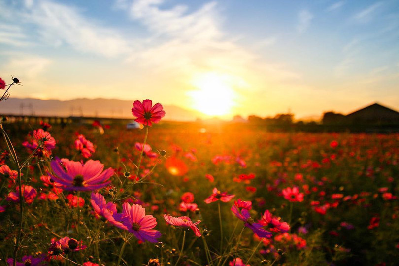 Ngẩn ngơ trước cánh đồng cosmos nở rực ở Nhật Bản