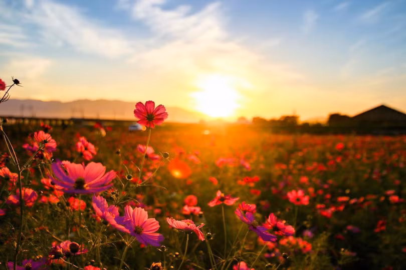 Ngẩn ngơ trước cánh đồng cosmos nở rực ở Nhật Bản