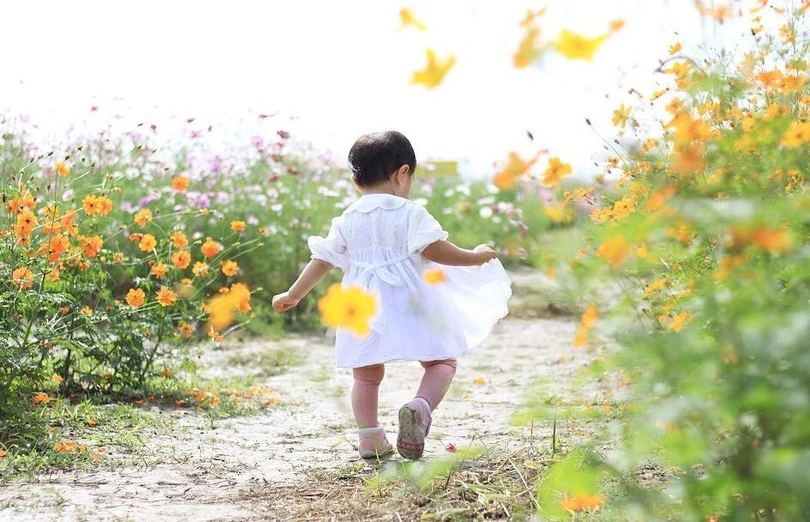 Ngẩn ngơ trước cánh đồng cosmos nở rực ở Nhật Bản