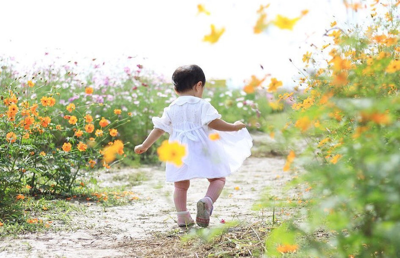 Ngẩn ngơ trước cánh đồng cosmos nở rực ở Nhật Bản