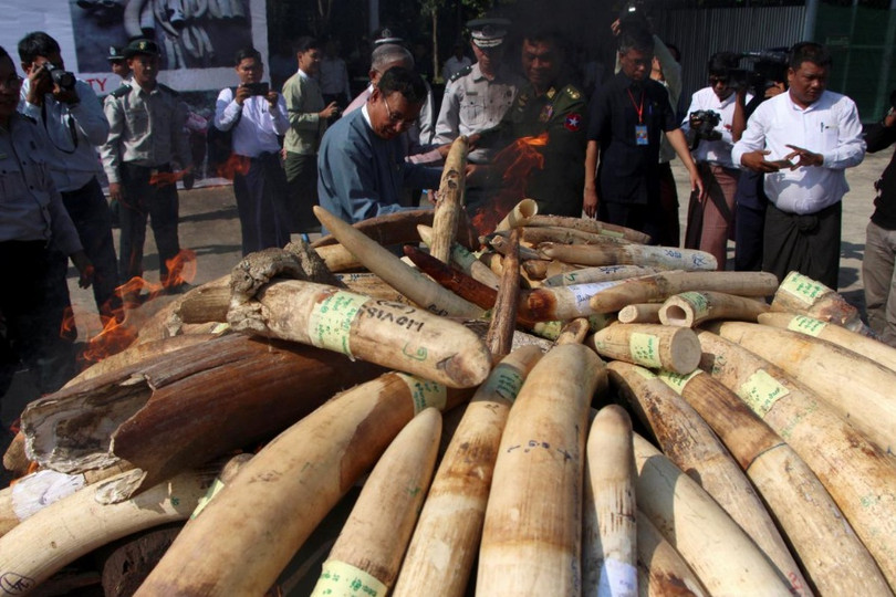 Myanmar tiêu hủy hơn 1,4 tấn sản phẩm từ động vật hoang dã trị giá 1,3 triệu USD