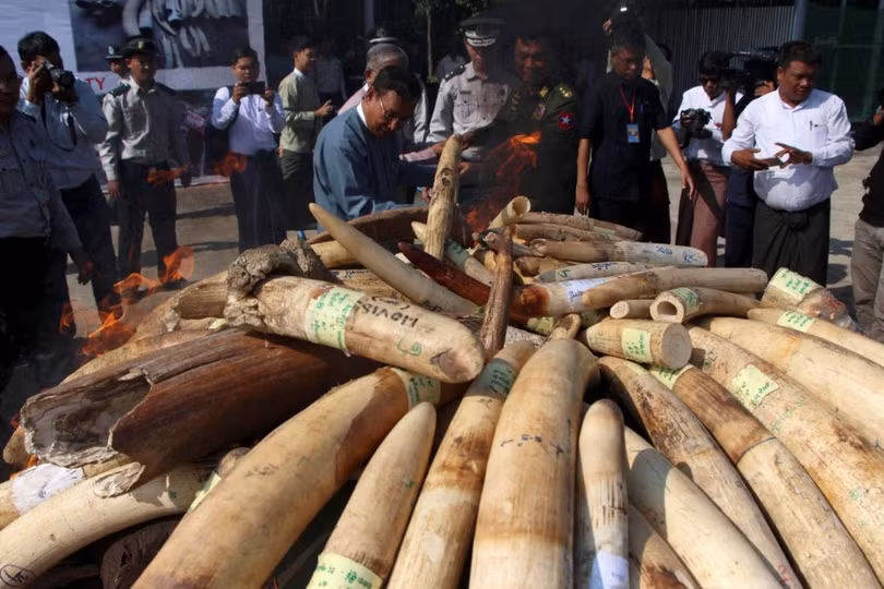 Myanmar tiêu hủy hơn 1,4 tấn sản phẩm từ động vật hoang dã trị giá 1,3 triệu USD