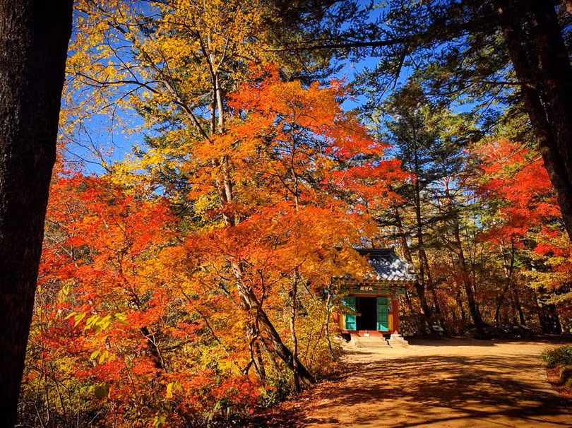 Ngắm mùa lá đỏ Hàn Quốc tuyệt đẹp dịp thu về