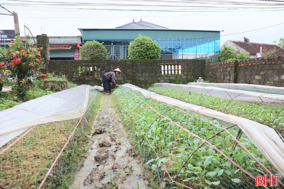 Giữ nguồn rau sạch cho thị trường trong mùa mưa