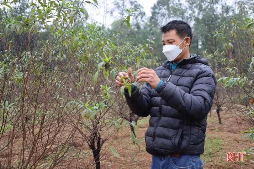 Làng hoa có tiếng ở Hà Tĩnh “chạy nước rút chăm cây, đón nụ