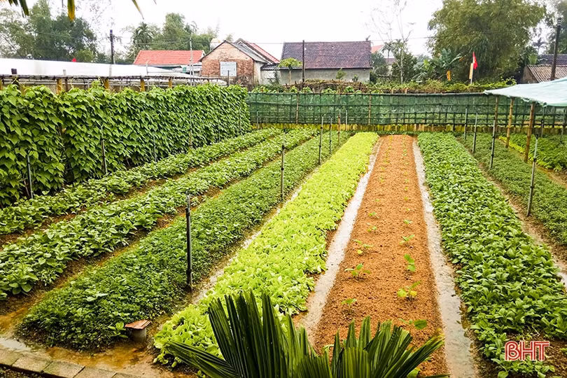 Các vùng rau ở Đức Thọ hướng về thị trường tết