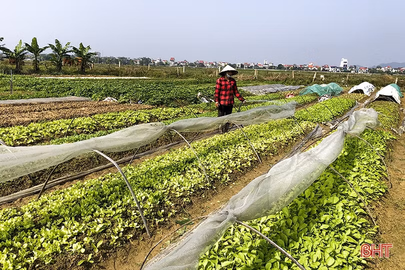 Các vùng rau ở Đức Thọ hướng về thị trường tết