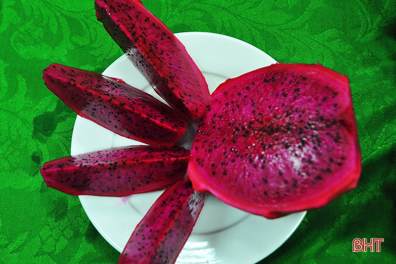 Người dân Hà Tĩnh đội mưa “giải cứu” thanh long ứ đọng ở cửa khẩu Tân Thanh