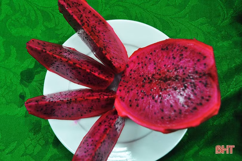 Người dân Hà Tĩnh đội mưa “giải cứu” thanh long ứ đọng ở cửa khẩu Tân Thanh 