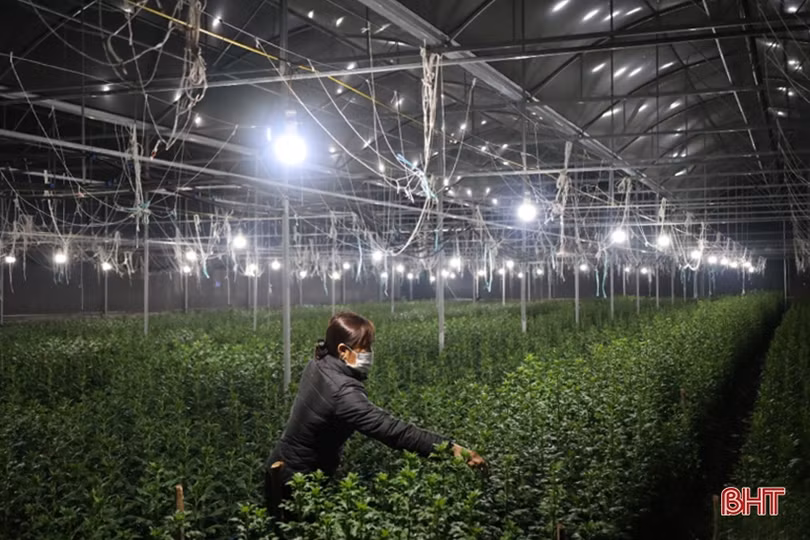 Làng hoa có tiếng ở Hà Tĩnh “chạy nước rút chăm cây, đón nụ