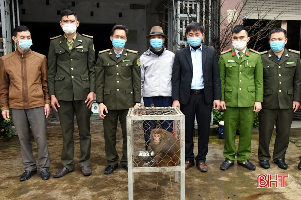 Bàn giao cá thể khỉ đuôi lợn nặng 6kg cho Vườn Quốc gia Vũ Quang