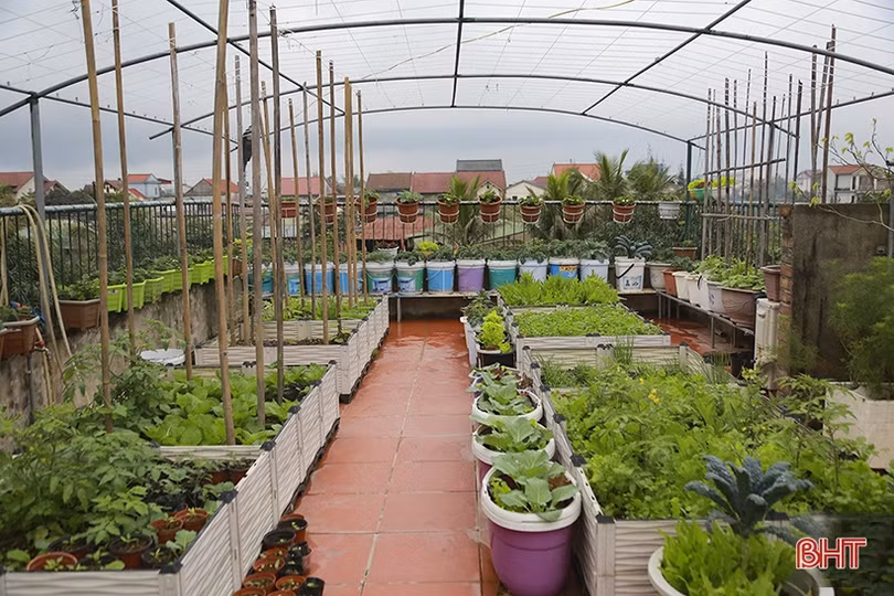 Ngắm “nông trại nhỏ” trên sân thượng của mẹ đảm Hà Tĩnh