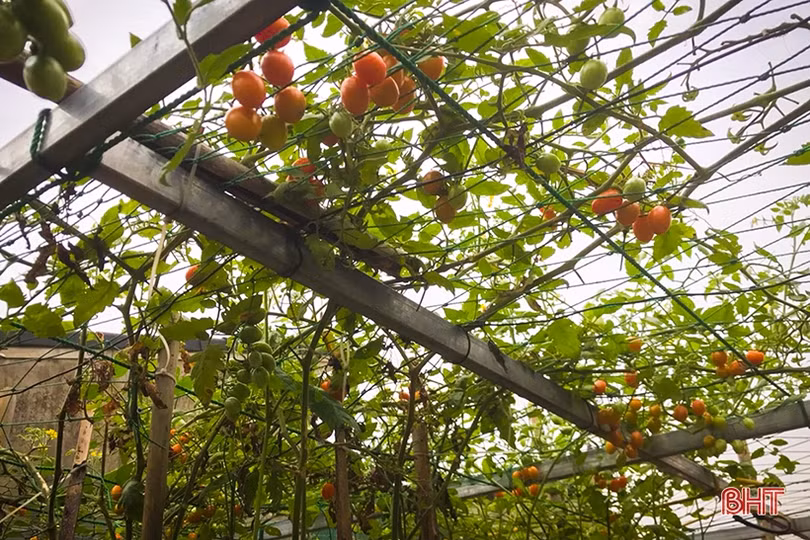 Ngắm “nông trại nhỏ” trên sân thượng của mẹ đảm Hà Tĩnh