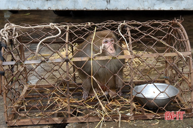 Bàn giao cá thể khỉ đuôi lợn nặng 6kg cho Vườn Quốc gia Vũ Quang