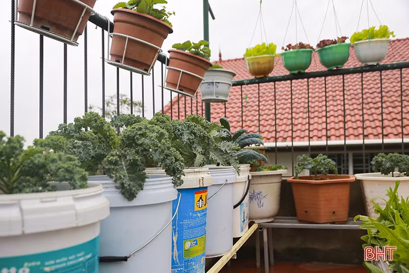 Ngắm “nông trại nhỏ” trên sân thượng của mẹ đảm Hà Tĩnh