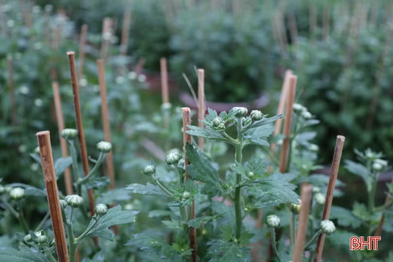 Làng hoa có tiếng ở Hà Tĩnh “chạy nước rút chăm cây, đón nụ