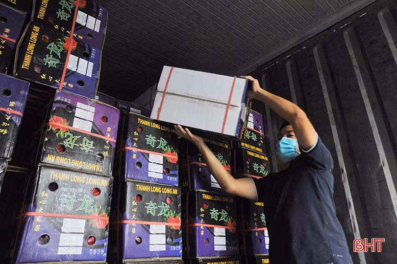 Người dân Hà Tĩnh đội mưa “giải cứu” thanh long ứ đọng ở cửa khẩu Tân Thanh 