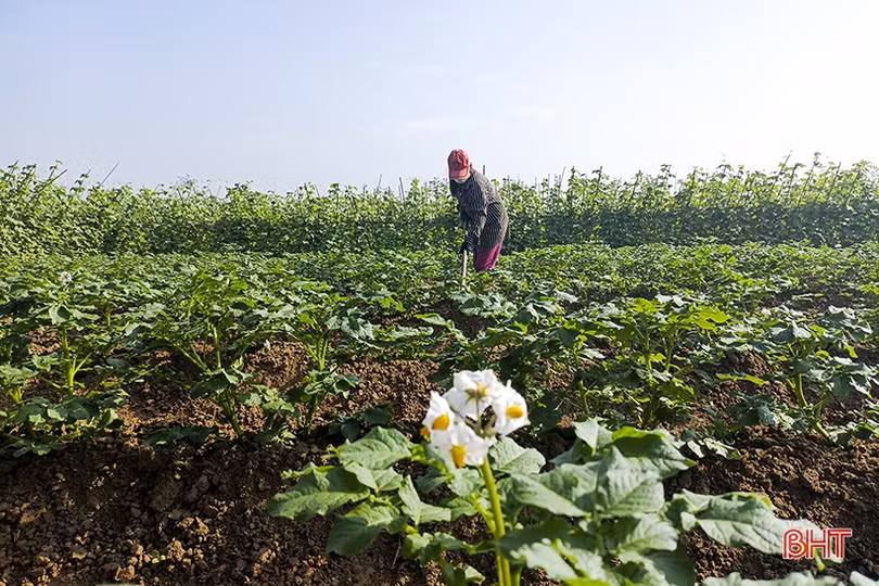 Các vùng rau ở Đức Thọ hướng về thị trường tết