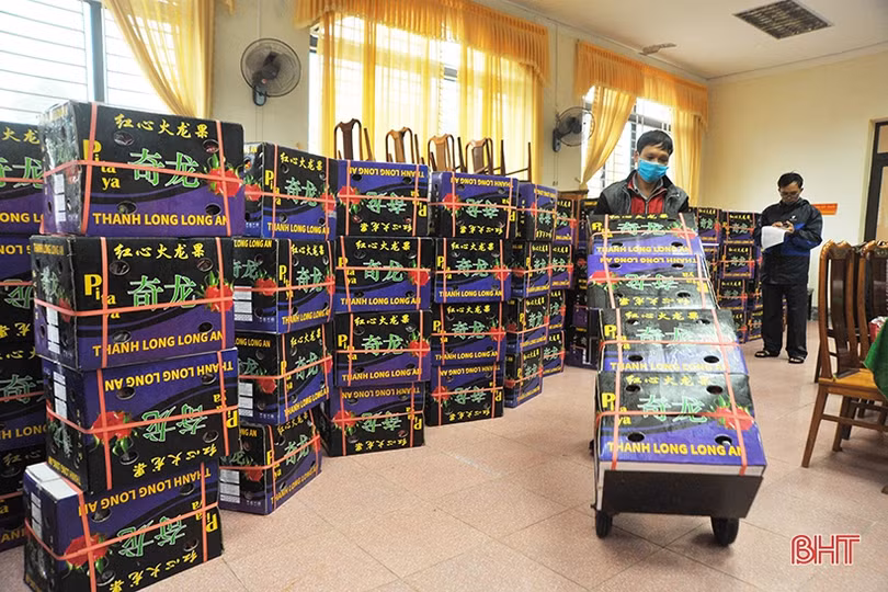 Người dân Hà Tĩnh đội mưa “giải cứu” thanh long ứ đọng ở cửa khẩu Tân Thanh 