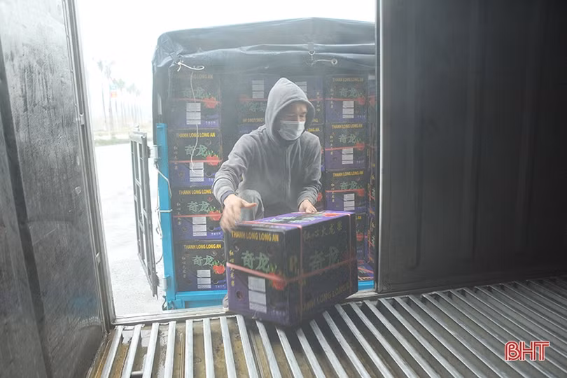 Người dân Hà Tĩnh đội mưa “giải cứu” thanh long ứ đọng ở cửa khẩu Tân Thanh 