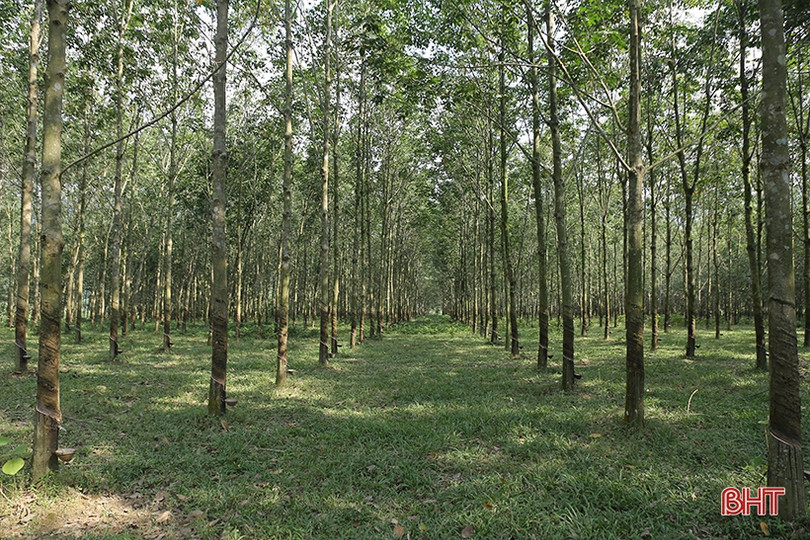 Chuyện về nông trường cao su 3 “không” ở vùng biên Hà Tĩnh ảnh 9 Chuyện về nông trường cao su 3 “không” ở vùng biên Hà Tĩnh