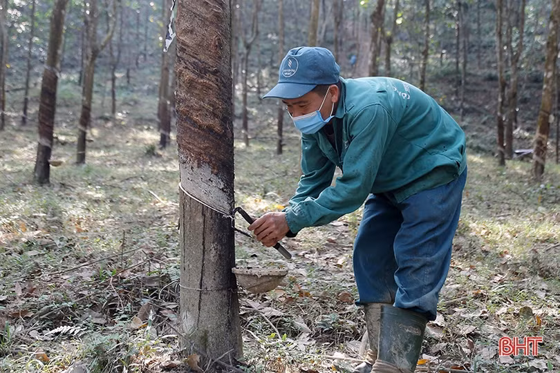 Chuyện về nông trường cao su 3 “không” ở vùng biên Hà Tĩnh