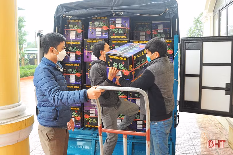 Người dân Hà Tĩnh đội mưa “giải cứu” thanh long ứ đọng ở cửa khẩu Tân Thanh 