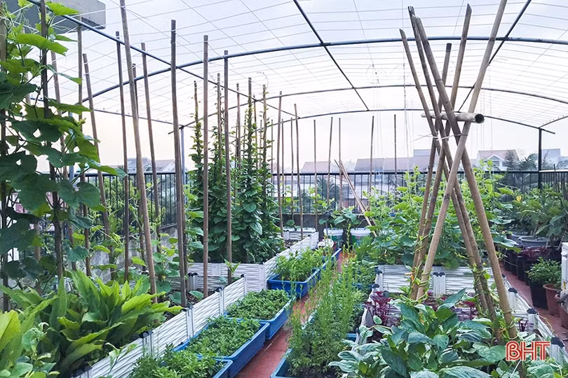 Ngắm “nông trại nhỏ” trên sân thượng của mẹ đảm Hà Tĩnh