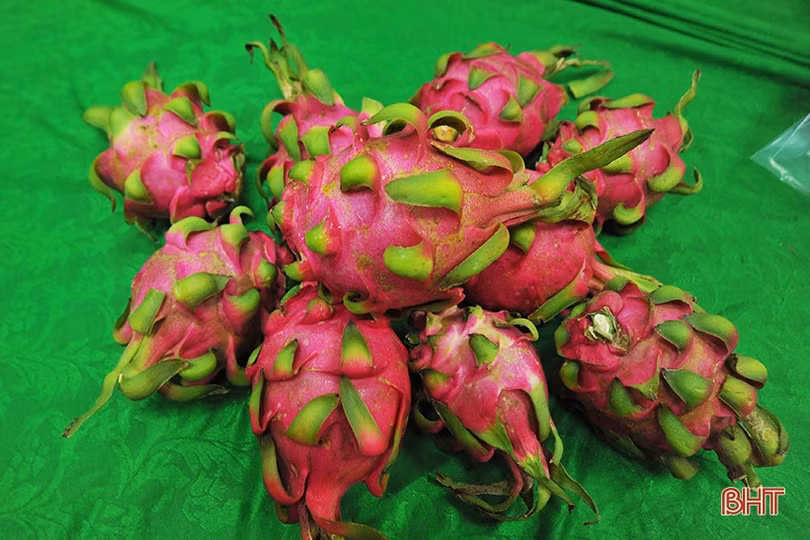 Người dân Hà Tĩnh đội mưa “giải cứu” thanh long ứ đọng ở cửa khẩu Tân Thanh 