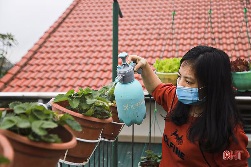 Ngắm “nông trại nhỏ” trên sân thượng của mẹ đảm Hà Tĩnh