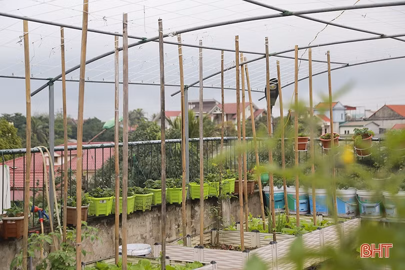 Ngắm “nông trại nhỏ” trên sân thượng của mẹ đảm Hà Tĩnh