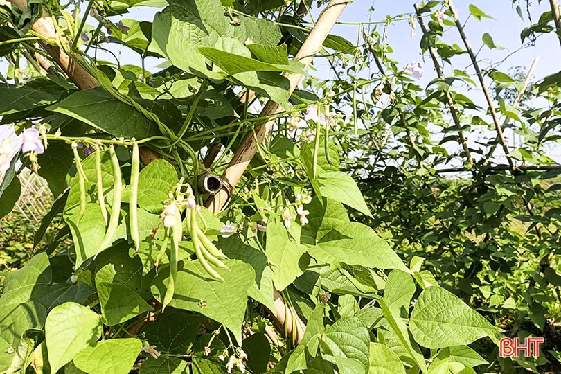 Các vùng rau ở Đức Thọ hướng về thị trường tết