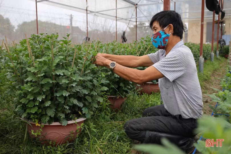 Làng hoa có tiếng ở Hà Tĩnh “chạy nước rút chăm cây, đón nụ