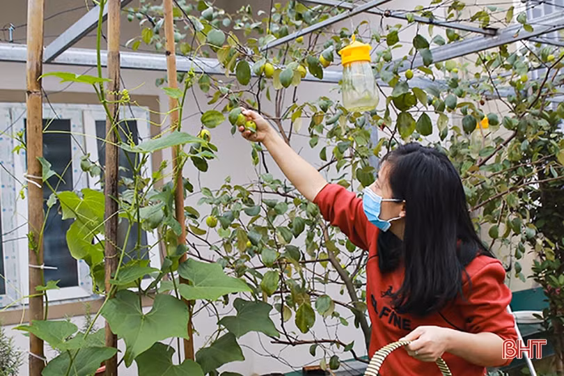 Ngắm “nông trại nhỏ” trên sân thượng của mẹ đảm Hà Tĩnh