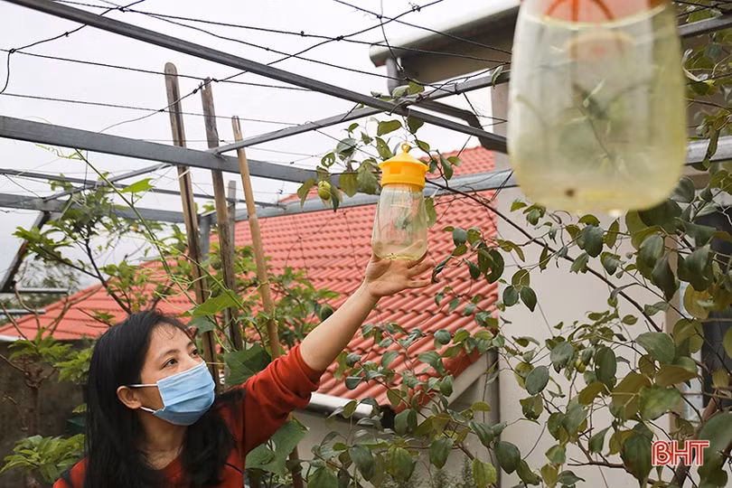 Ngắm “nông trại nhỏ” trên sân thượng của mẹ đảm Hà Tĩnh