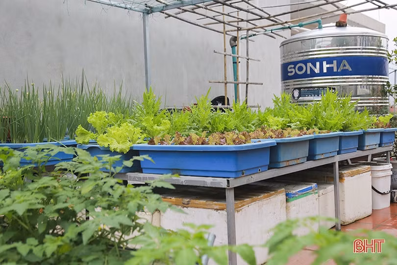 Ngắm “nông trại nhỏ” trên sân thượng của mẹ đảm Hà Tĩnh