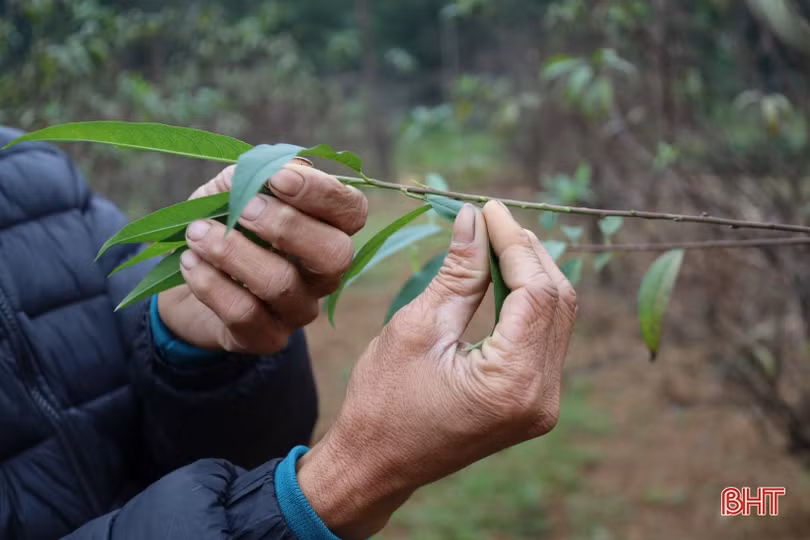 Làng hoa có tiếng ở Hà Tĩnh “chạy nước rút chăm cây, đón nụ