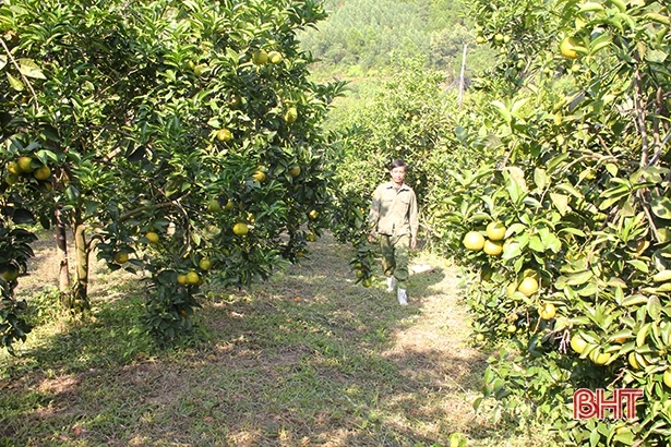 Háo hức đón Lễ hội Cam và sản phẩm nông nghiệp Hà Tĩnh 2018