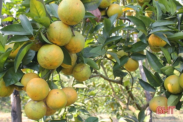 Háo hức đón Lễ hội Cam và sản phẩm nông nghiệp Hà Tĩnh 2018