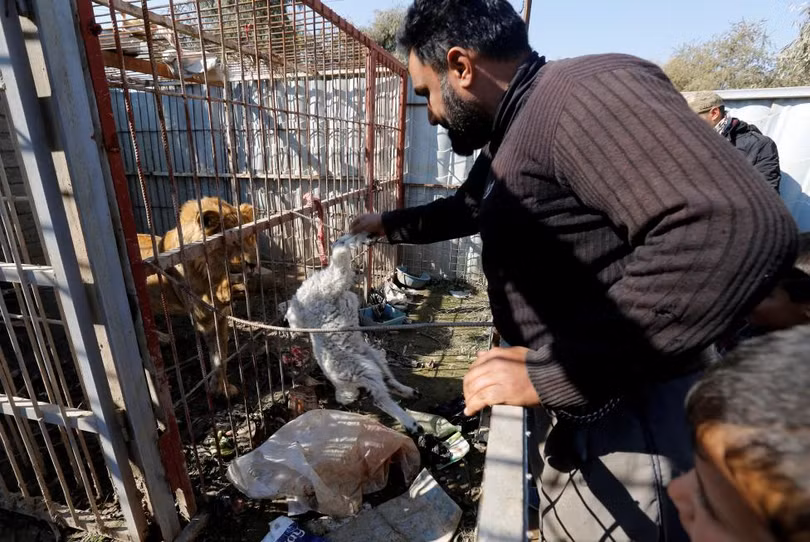 photo dong vat bi bo doi den chet trong so thu o mosul