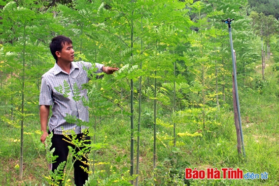 Cây chùm ngây mở hướng làm giàu ảnh 1 Cây chùm ngây mở hướng làm giàu ảnh 1