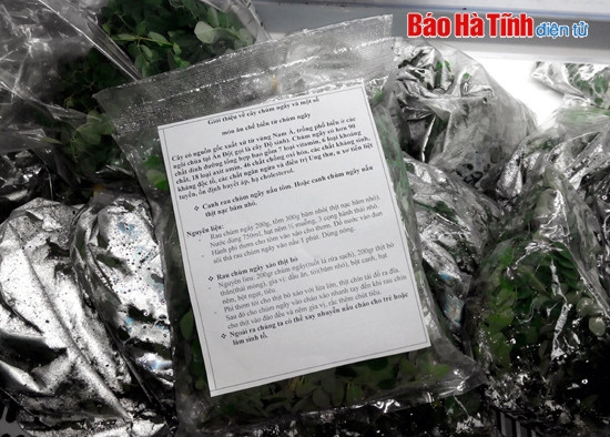 Cây chùm ngây mở hướng làm giàu ảnh 2 Cây chùm ngây mở hướng làm giàu ảnh 2