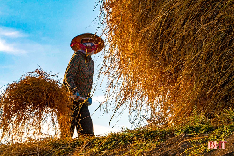 Đồng lúa hẹn hò những mùa gặt…