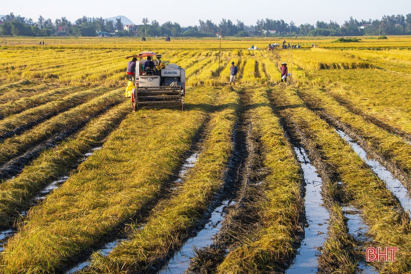 Đồng lúa hẹn hò những mùa gặt…