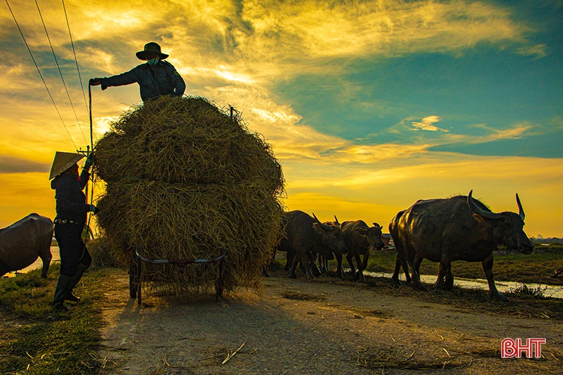 Đồng lúa hẹn hò những mùa gặt…