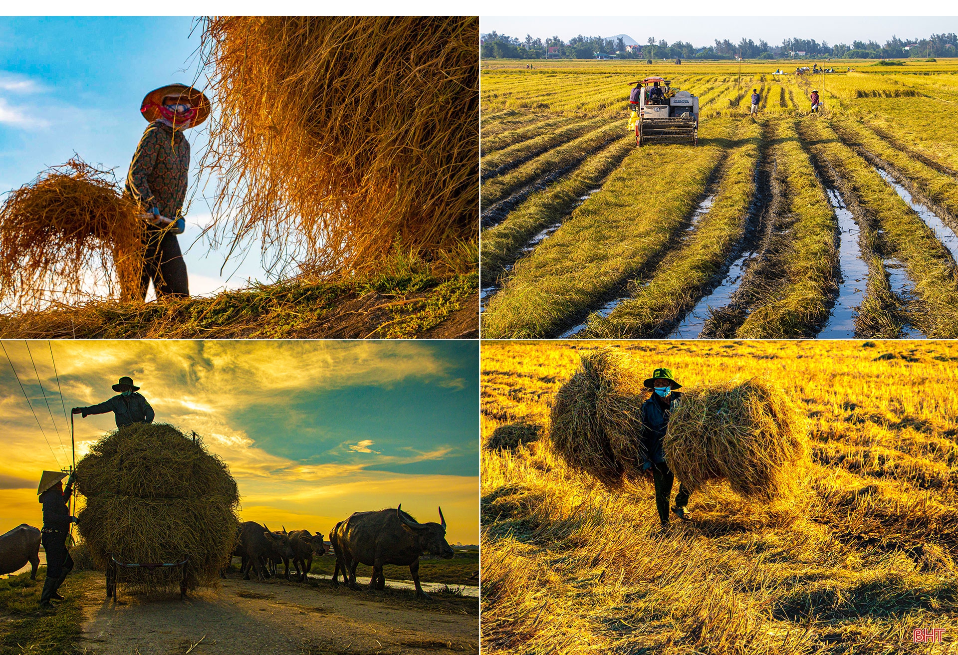 Đồng lúa hẹn hò những mùa gặt…