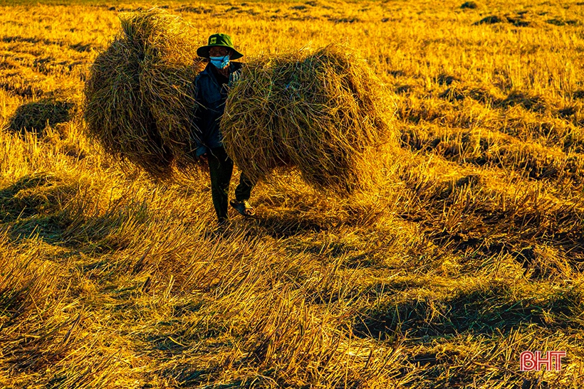 Đồng lúa hẹn hò những mùa gặt…