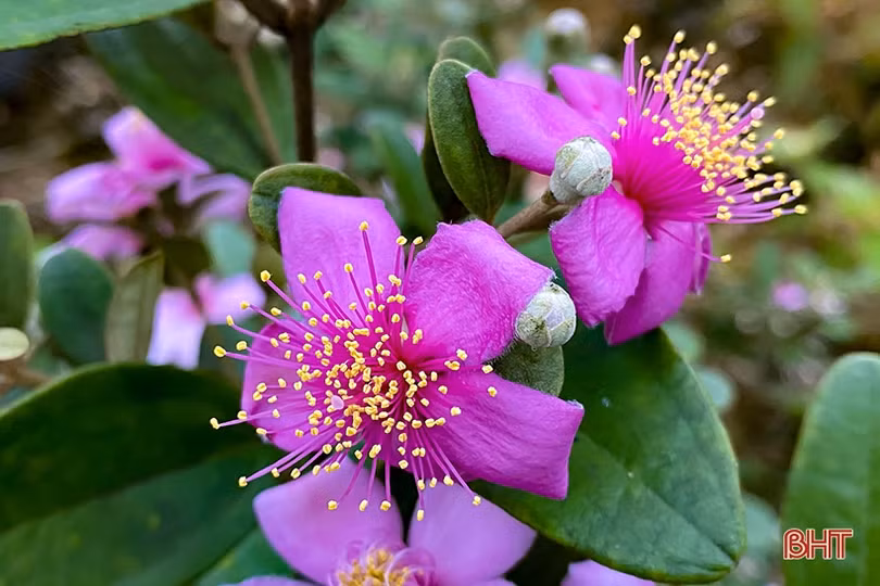 Tháng tư, tím biếc những đồi hoa sim ở Hà Tĩnh